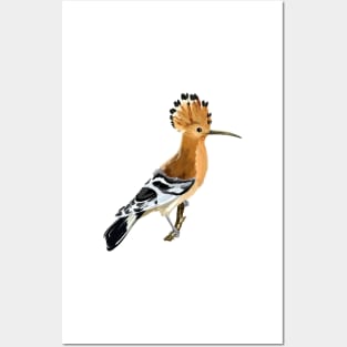 Hoopoe Posters and Art